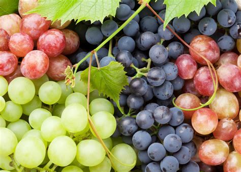 Discover the Health Benefits of Grapes: A Superfood!